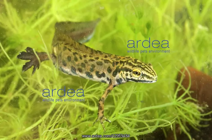 : Smooth Newt - male in habitat : Smooth Newt - male in habitat