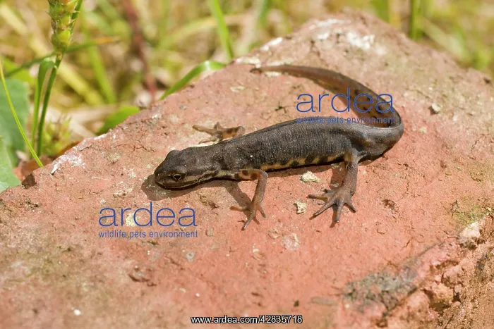 : Smooth Newt - male on old brick : Smooth Newt - male on old brick