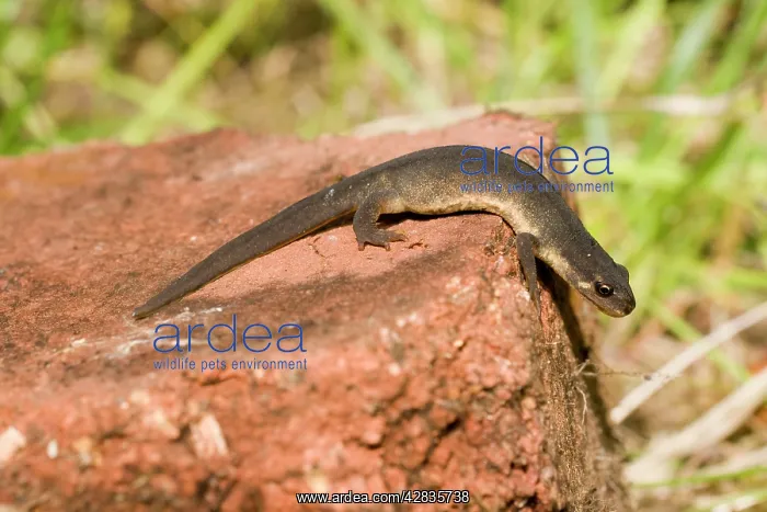 : Smooth Newt - male on old brick : Smooth Newt - male on old brick