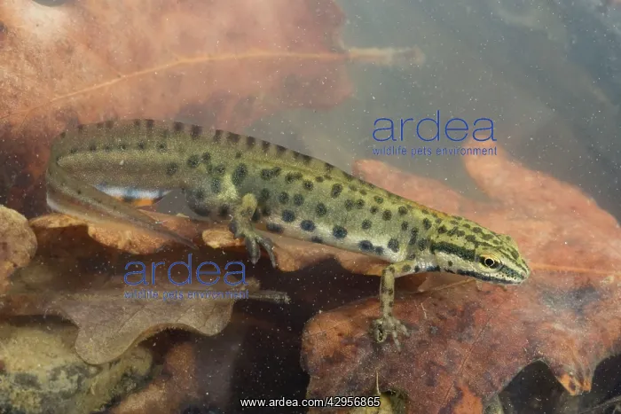 : Smooth Newt - male in the water : Smooth Newt - male in the water