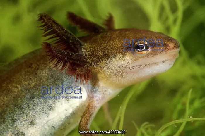 : Smooth Newt - neotenic female : Smooth Newt - neotenic female