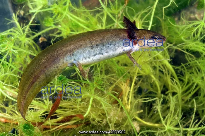 : Smooth Newt - neotenic female : Smooth Newt - neotenic female