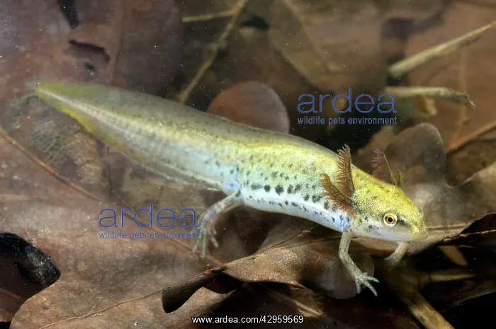 : Smooth Newt - neotenic female : Smooth Newt - neotenic female