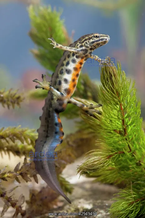  : Smooth newt - Single adult male in full breeding