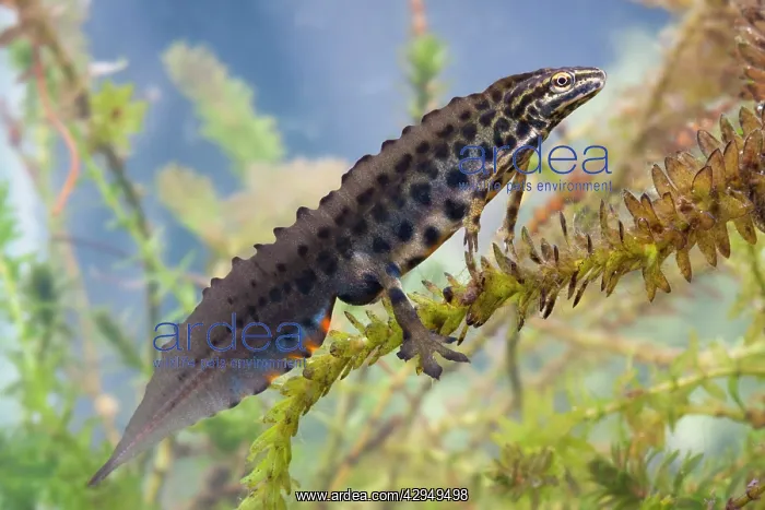 : Smooth newt - Single adult male in full breeding : Smooth newt - Single adult male in full breeding