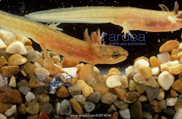 : Smooth newt tadpole : Smooth newt tadpole