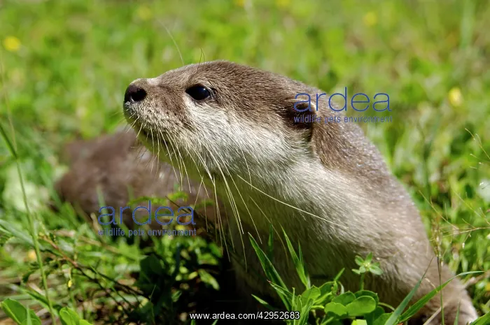  : Smooth otter - tame animal living in Labuk Bay