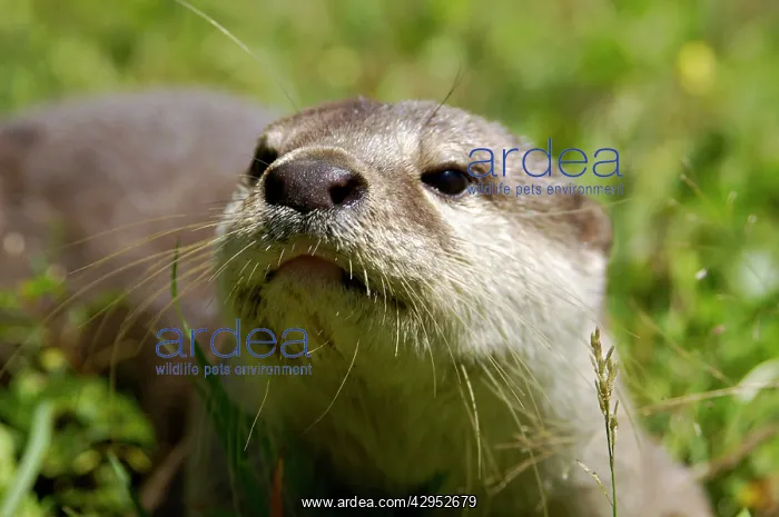 : Smooth otter, tame animal living in Labuk Bay Proboscis : Smooth otter, tame animal living in Labuk Bay Proboscis