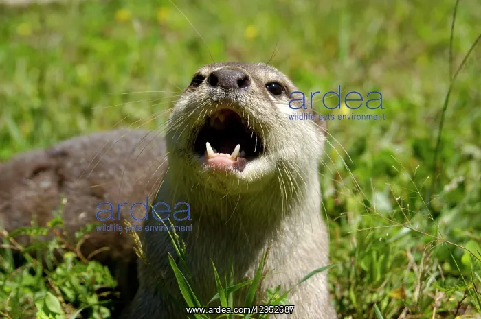 : Smooth otter - tamed wild animal, plays with visitors : Smooth otter - tamed wild animal, plays with visitors