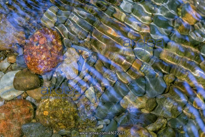 : Smooth river rocks beneath surface of small stream, Great : Smooth river rocks beneath surface of small stream, Great