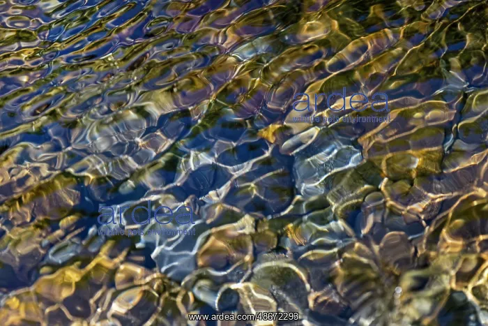 : Smooth river rocks beneath surface of small stream, Great : Smooth river rocks beneath surface of small stream, Great
