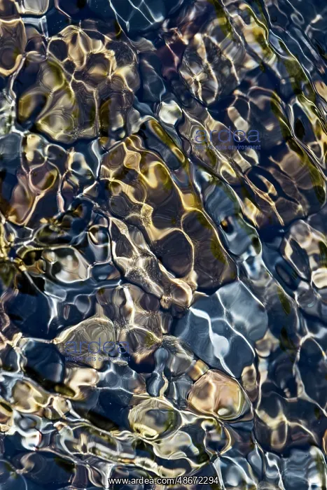 : Smooth river rocks beneath surface of small stream, Great : Smooth river rocks beneath surface of small stream, Great
