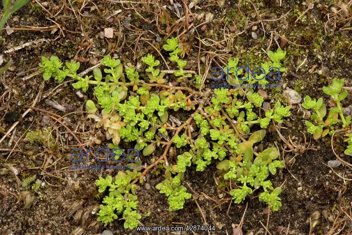 : Smooth rupturewort : Smooth rupturewort