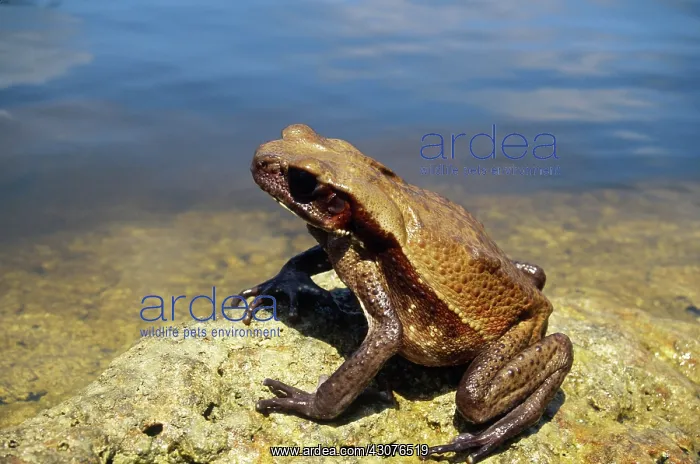 : Smooth-sided Toad : Smooth-sided Toad