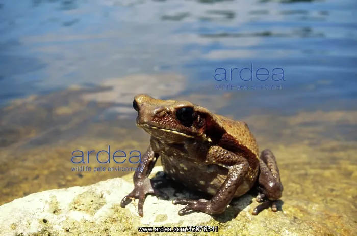 : Smooth-sided Toad : Smooth-sided Toad