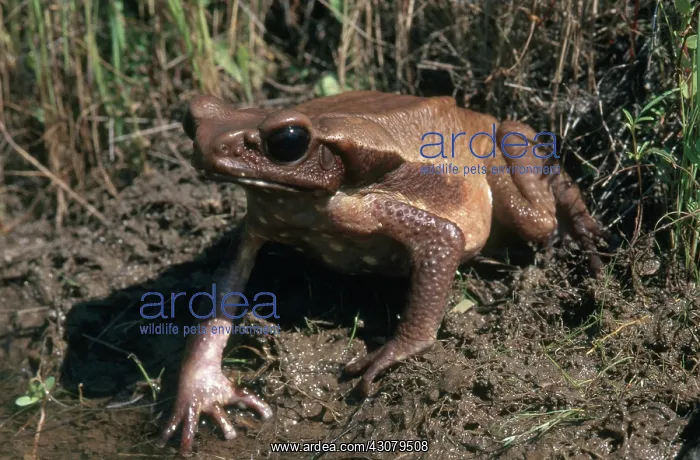 : Smooth-Sided Toad : Smooth-Sided Toad