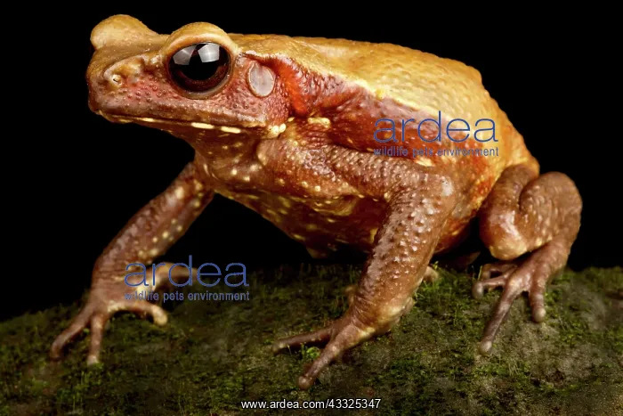 : Smooth-sided toad (Rhaebo guttatus), on black background : Smooth-sided toad (Rhaebo guttatus), on black background