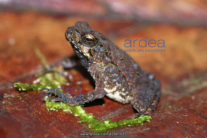 : Smooth Skinned Toad juvenile : Smooth Skinned Toad juvenile