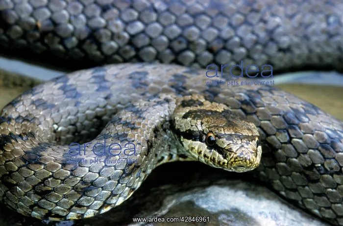 : Smooth Snake : Smooth Snake