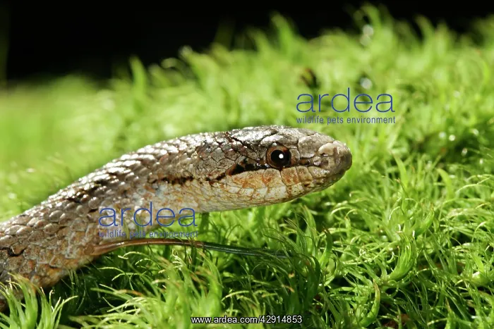 : Smooth Snake : Smooth Snake