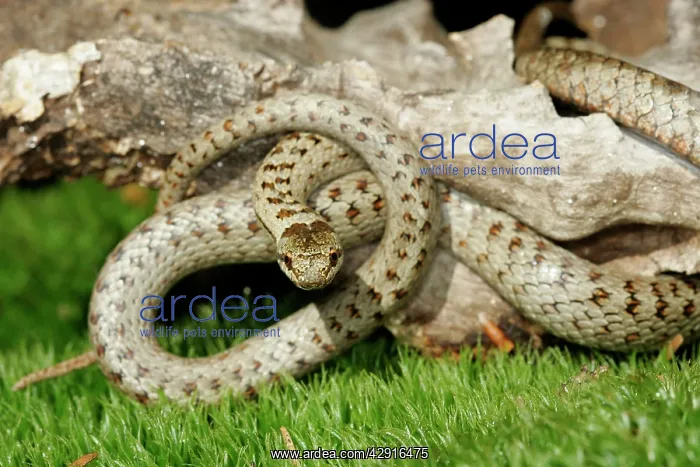: Smooth Snake : Smooth Snake