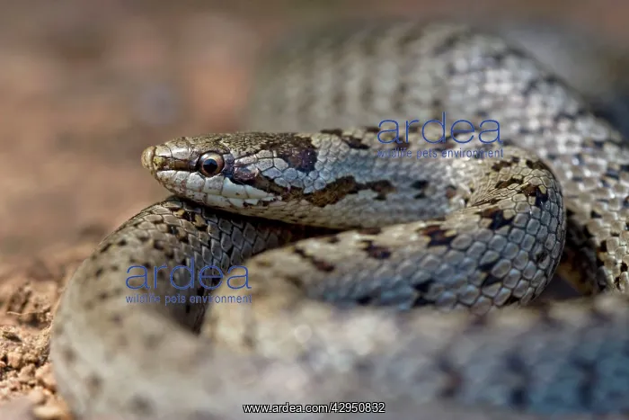  : Smooth Snake