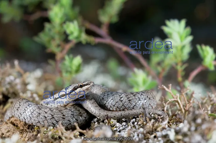 : Smooth Snake : Smooth Snake