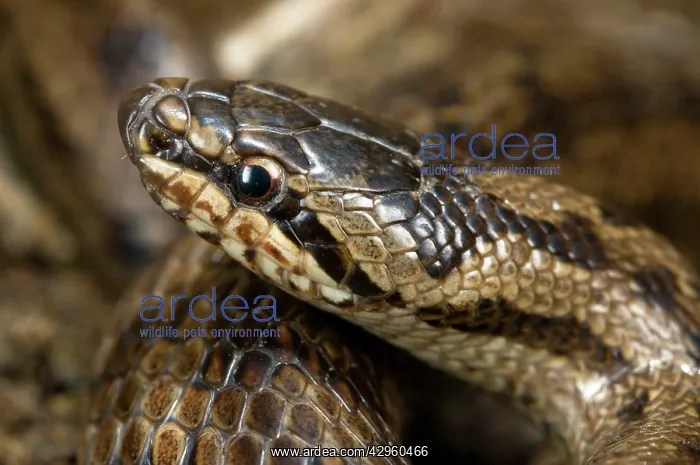: Smooth Snake : Smooth Snake