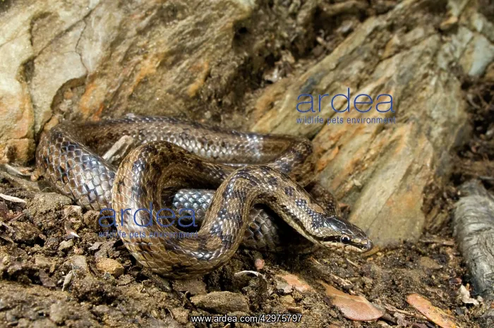 : Smooth Snake : Smooth Snake