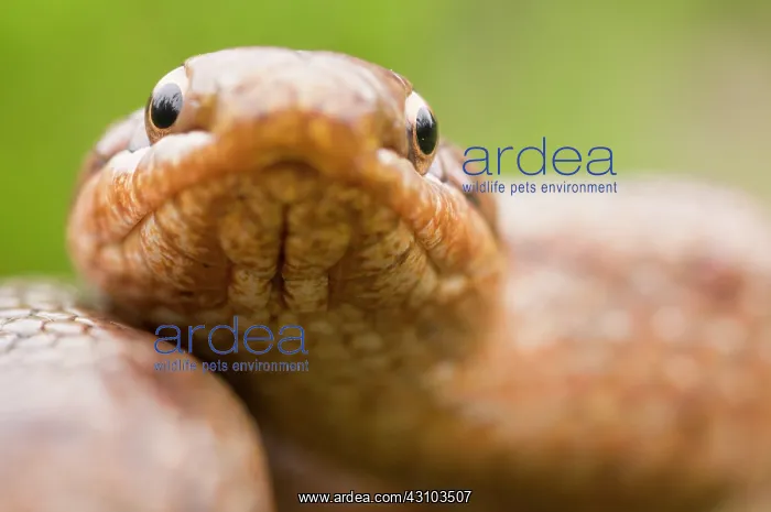 : Smooth Snake : Smooth Snake