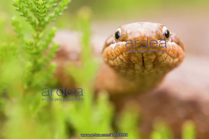 : Smooth Snake : Smooth Snake