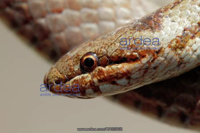 : Smooth Snake : Smooth Snake
