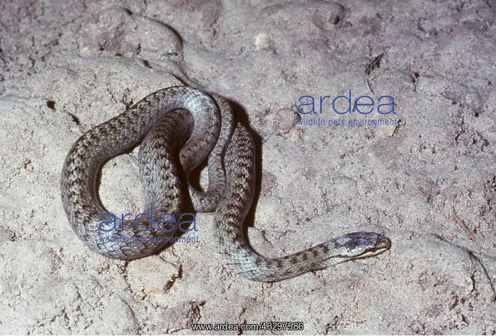 : SMOOTH SNAKE : SMOOTH SNAKE