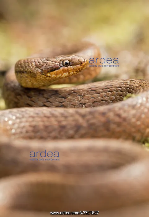 : Smooth Snake : Smooth Snake