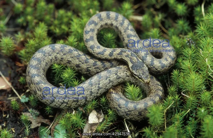 : Smooth snake - Adult : Smooth snake - Adult