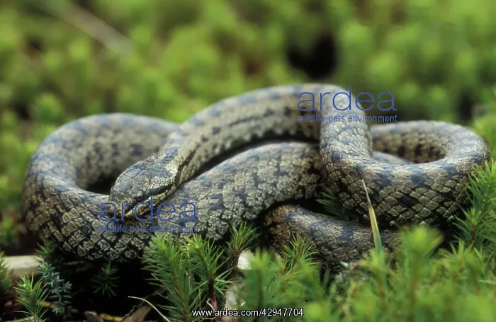 : Smooth snake - Adult : Smooth snake - Adult