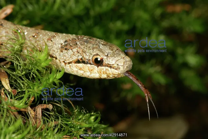 : Smooth Snake - with forked tongue extanded : Smooth Snake - with forked tongue extanded