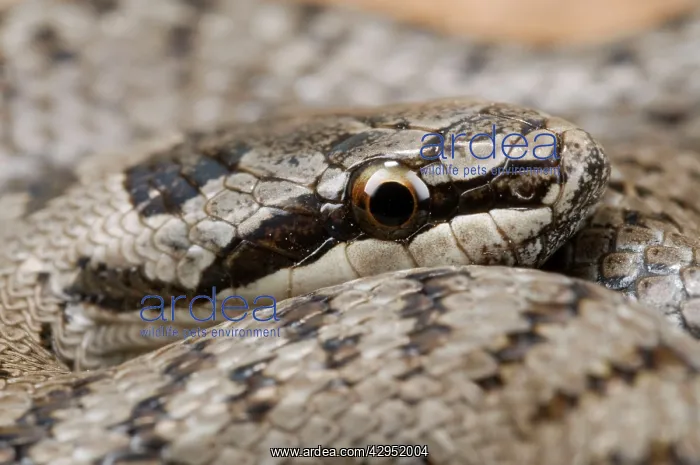: Smooth Snake - head close up : Smooth Snake - head close up