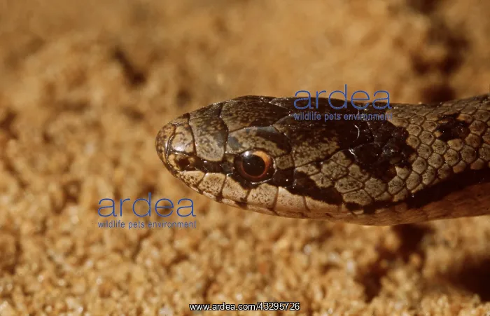 : SMOOTH SNAKE - head close up : SMOOTH SNAKE - head close up