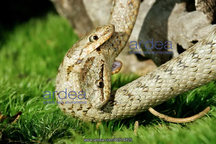 : Smooth Snake - mating : Smooth Snake - mating