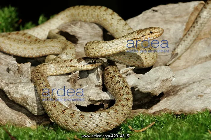 : Smooth Snake - pair mating : Smooth Snake - pair mating