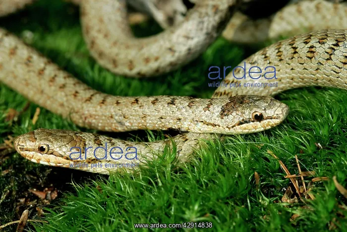 : Smooth Snake - pair mating : Smooth Snake - pair mating