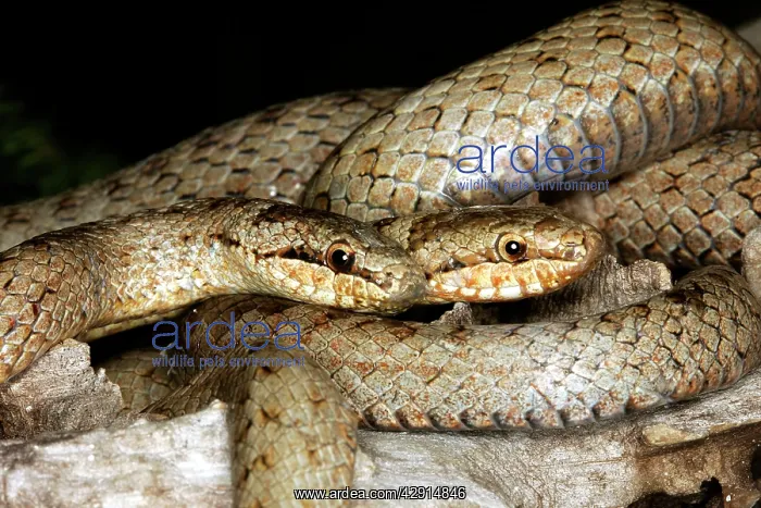 : Smooth Snake - pair mating : Smooth Snake - pair mating