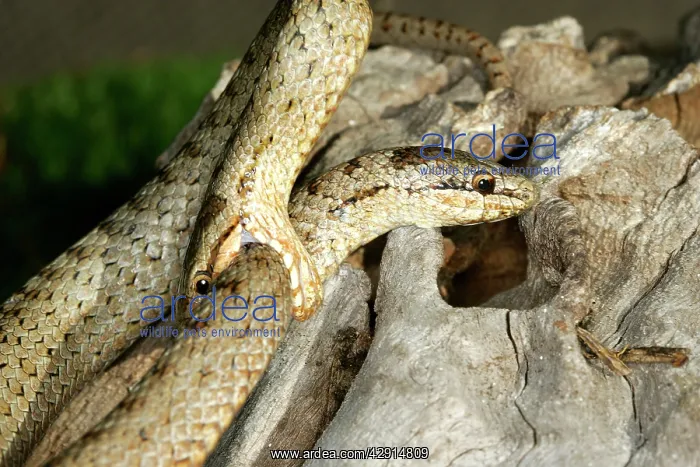 : Smooth Snakes - two mating : Smooth Snakes - two mating