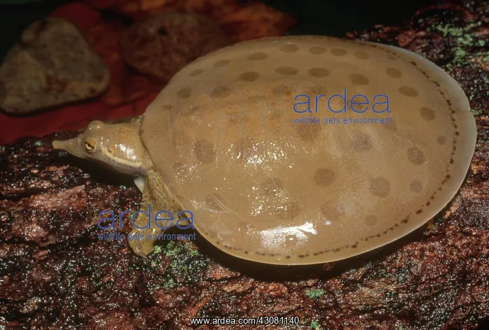: Smooth Softshell Turtle : Smooth Softshell Turtle