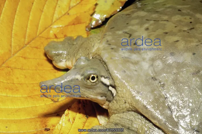 : Smooth Softshell Turtle : Smooth Softshell Turtle