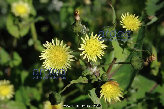: Smooth sow-thistle : Smooth sow-thistle