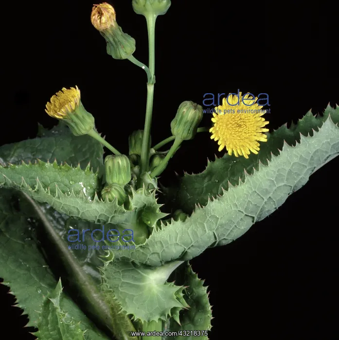 : Smooth sow-thistle : Smooth sow-thistle