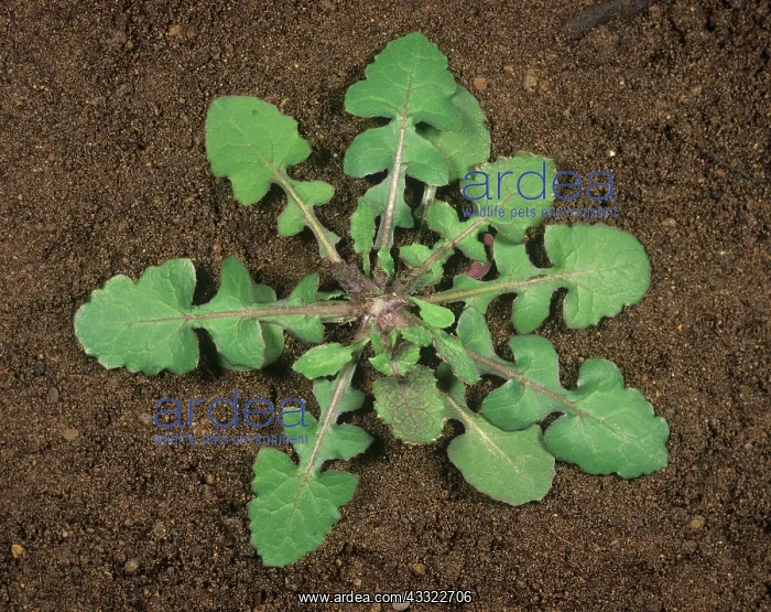 : Smooth sow-thistle : Smooth sow-thistle