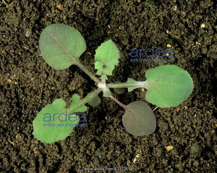 : Smooth sow-thistle seedling : Smooth sow-thistle seedling